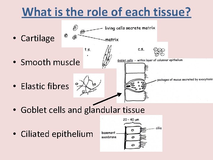 What is the role of each tissue? • Cartilage • Smooth muscle • Elastic