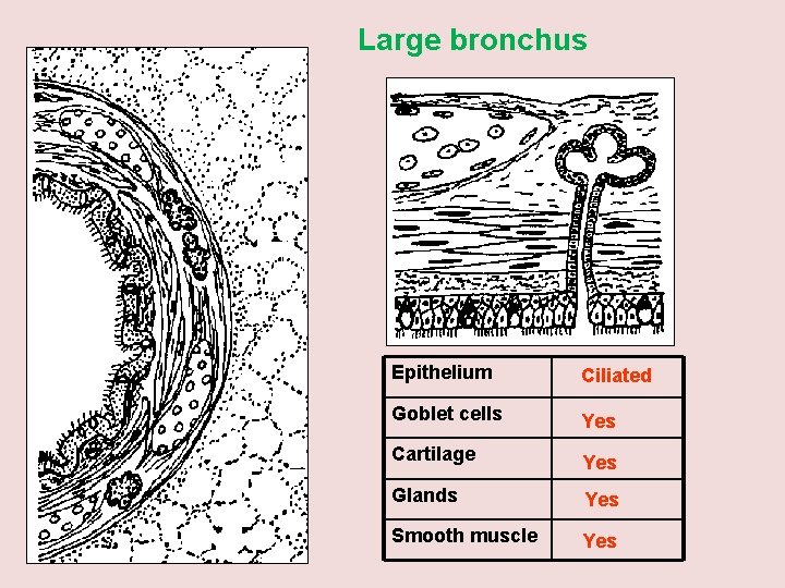 Large bronchus Epithelium Ciliated Goblet cells Yes Cartilage Yes Glands Yes Smooth muscle Yes