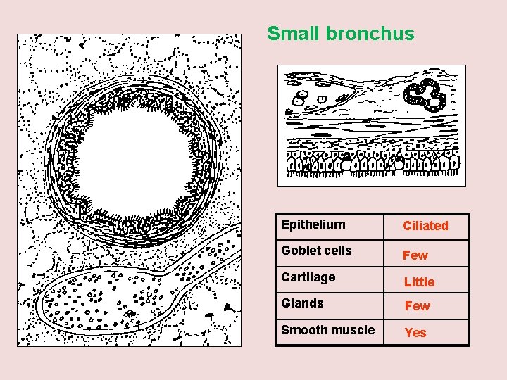 Small bronchus Epithelium Ciliated Goblet cells Few Cartilage Little Glands Few Smooth muscle Yes