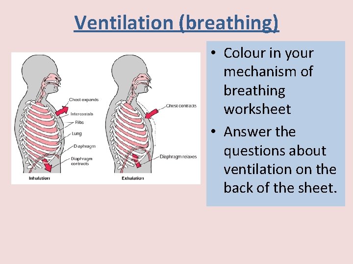 Ventilation (breathing) • Colour in your mechanism of breathing worksheet • Answer the questions