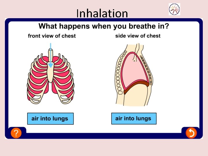 Inhalation 