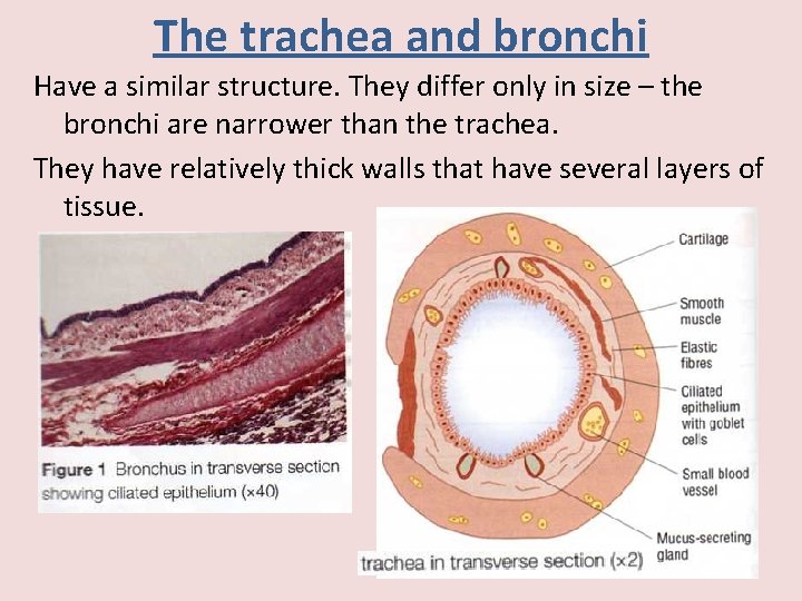 The trachea and bronchi Have a similar structure. They differ only in size –