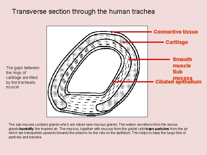Transverse section through the human trachea Connective tissue Cartilage The gaps between the rings