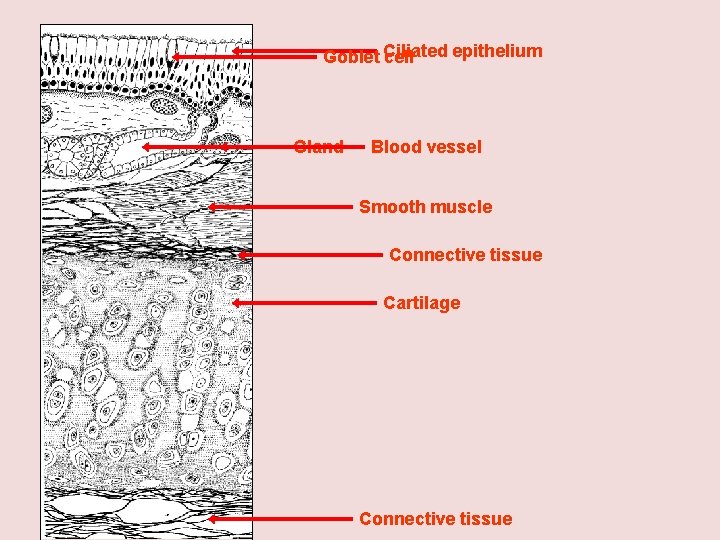 epithelium Goblet Ciliated cell Gland Blood vessel Smooth muscle Connective tissue Cartilage Connective tissue