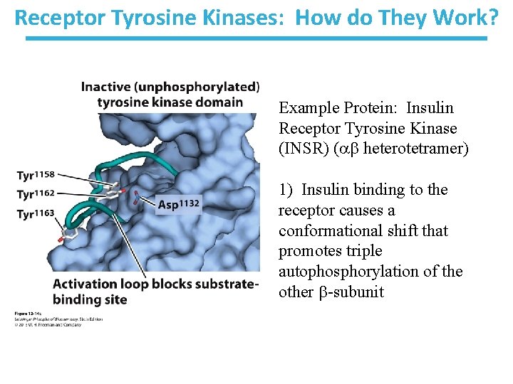 Receptor Tyrosine Kinases Large family of Proteins asubunit
