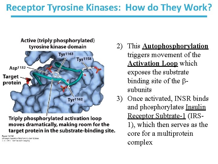 How Long Does It Take For Tyrosine To Work Receptor Tyrosine Kinases Large family of Proteins asubunit