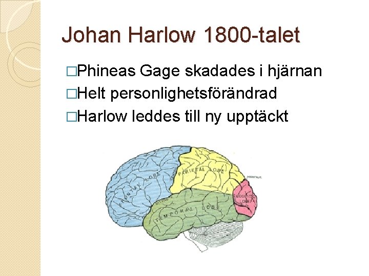 Johan Harlow 1800 -talet �Phineas Gage skadades i hjärnan �Helt personlighetsförändrad �Harlow leddes till