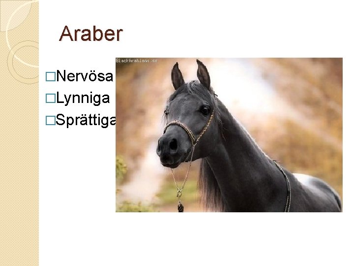 Araber �Nervösa �Lynniga �Sprättiga 