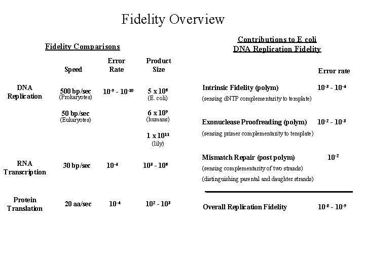 Fidelity Overview Contributions to E coli DNA Replication Fidelity Comparisons Speed DNA Replication 500