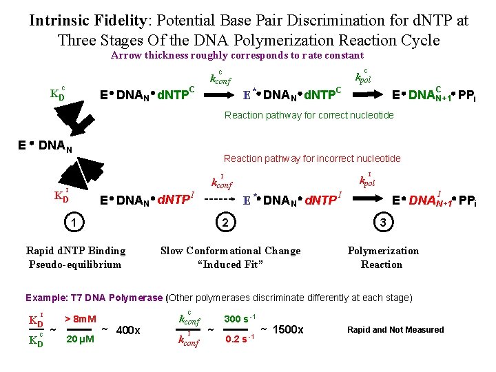 Intrinsic Fidelity: Potential Base Pair Discrimination for d. NTP at Three Stages Of the