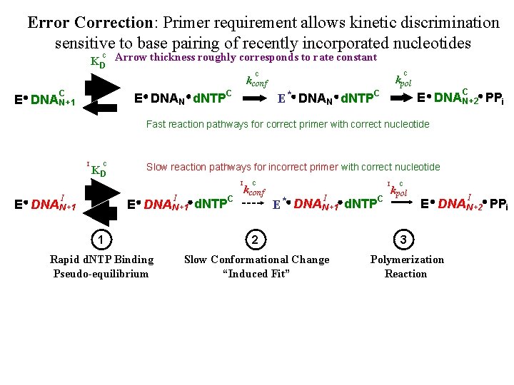 Error Correction: Primer requirement allows kinetic discrimination sensitive to base pairing of recently incorporated