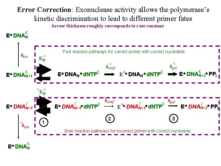 Error Correction: Exonuclease activity allows the polymerase’s kinetic discrimination to lead to different primer