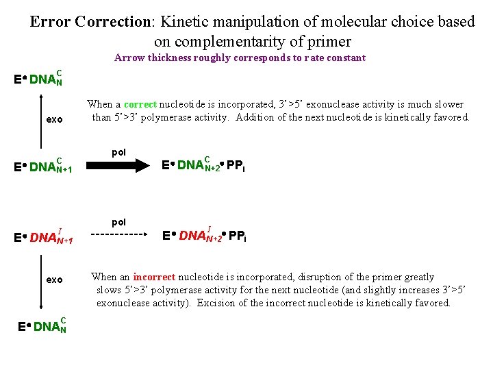 Error Correction: Kinetic manipulation of molecular choice based on complementarity of primer Arrow thickness