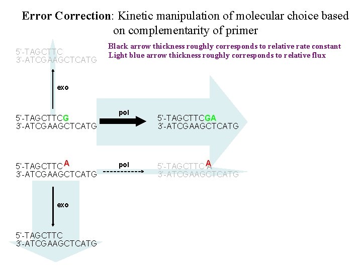 Error Correction: Kinetic manipulation of molecular choice based on complementarity of primer 5’-TAGCTTC 3’-ATCGAAGCTCATG