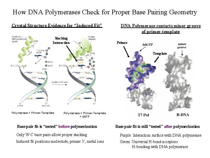 How DNA Polymerases Check for Proper Base Pairing Geometry Crystal Structure Evidence for “Induced