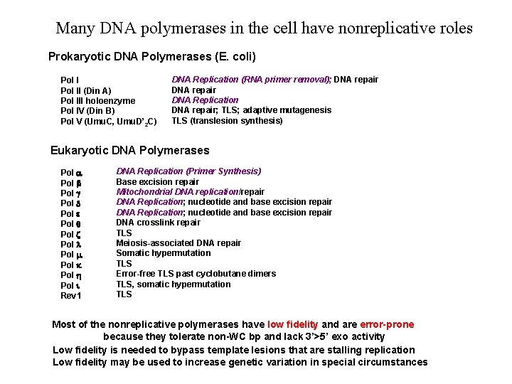 Many DNA polymerases in the cell have nonreplicative roles Prokaryotic DNA Polymerases (E. coli)