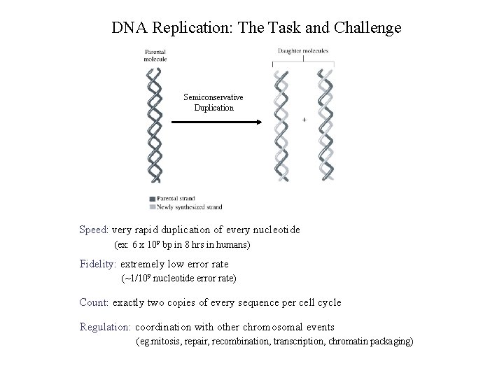 DNA Replication: The Task and Challenge Semiconservative Duplication Speed: very rapid duplication of every