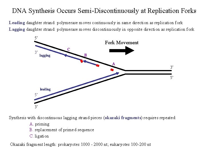 DNA Synthesis Occurs Semi-Discontinuously at Replication Forks Leading daughter strand: polymerase moves continuously in