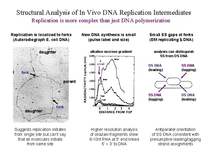 Structural Analysis of In Vivo DNA Replication Intermediates Replication is more complex than just