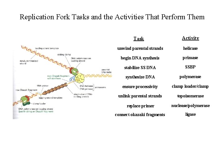 Replication Fork Tasks and the Activities That Perform Them Task Activity unwind parental strands