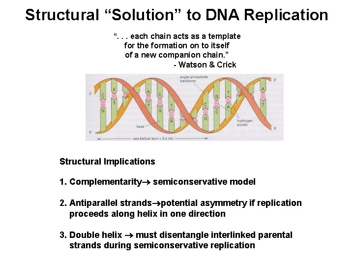 Structural “Solution” to DNA Replication “. . . each chain acts as a template