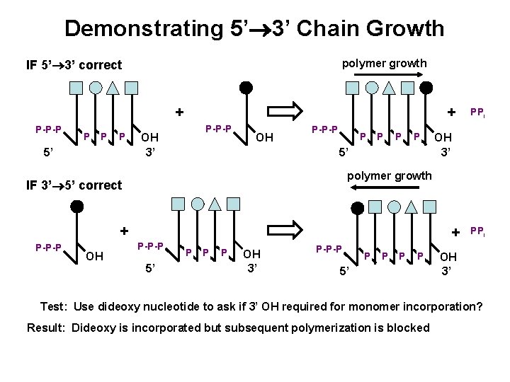 Demonstrating 5’ 3’ Chain Growth polymer growth IF 5’ 3’ correct + P-P-P P