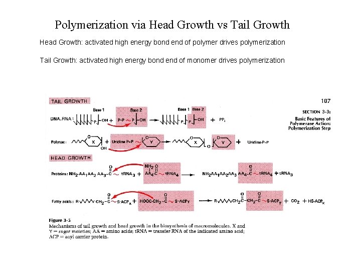 Polymerization via Head Growth vs Tail Growth Head Growth: activated high energy bond end