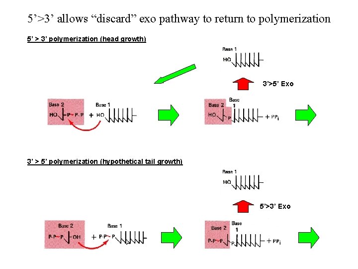 5’>3’ allows “discard” exo pathway to return to polymerization 5’ > 3’ polymerization (head