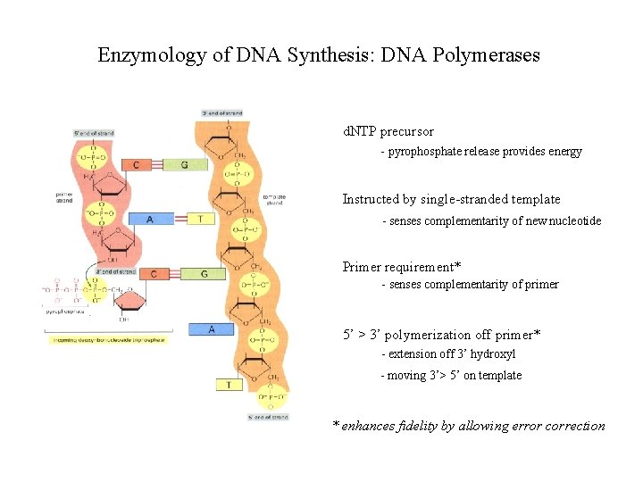 Enzymology of DNA Synthesis: DNA Polymerases d. NTP precursor - pyrophosphate release provides energy