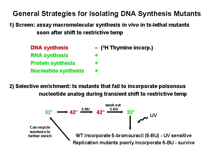 General Strategies for Isolating DNA Synthesis Mutants 1) Screen: assay macromolecular synthesis in vivo