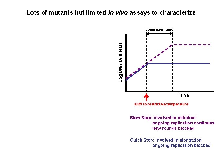 Lots of mutants but limited in vivo assays to characterize Log DNA synthesis generation