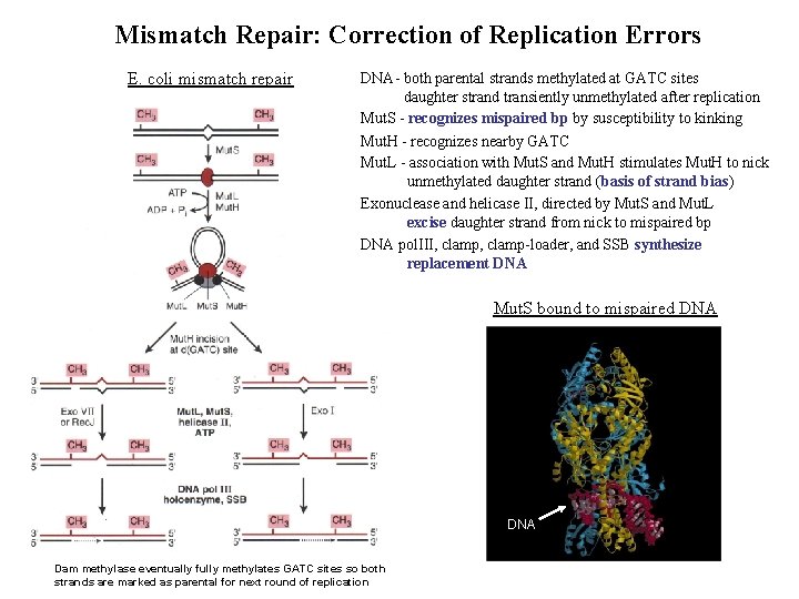 Mismatch Repair: Correction of Replication Errors E. coli mismatch repair DNA- both parental strands