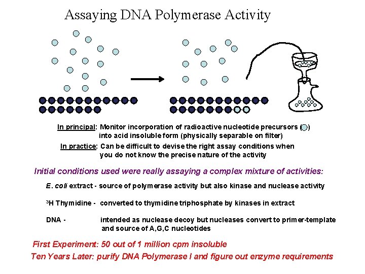 Assaying DNA Polymerase Activity In principal: Monitor incorporation of radioactive nucleotide precursors ( )