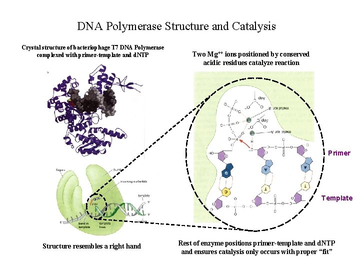 DNA Polymerase Structure and Catalysis Crystal structure of bacteriophage T 7 DNA Polymerase complexed