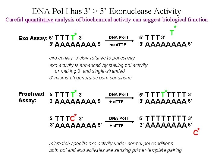 DNA Pol I has 3’ > 5’ Exonuclease Activity Careful quantitative analysis of biochemical