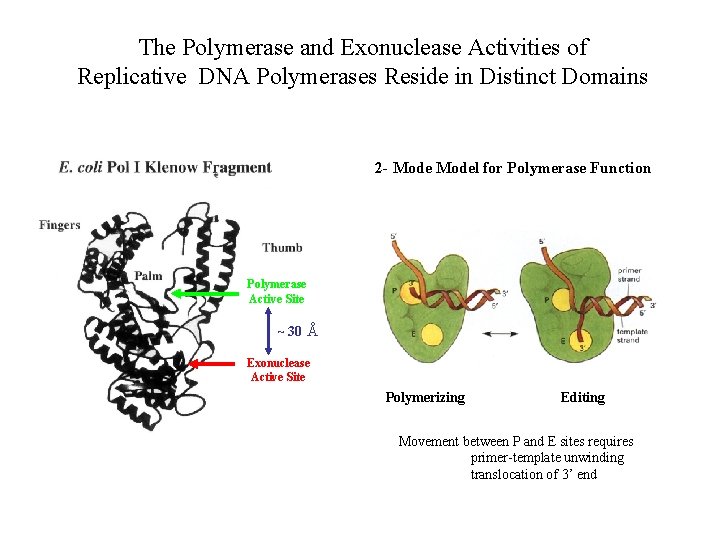 The Polymerase and Exonuclease Activities of Replicative DNA Polymerases Reside in Distinct Domains 2