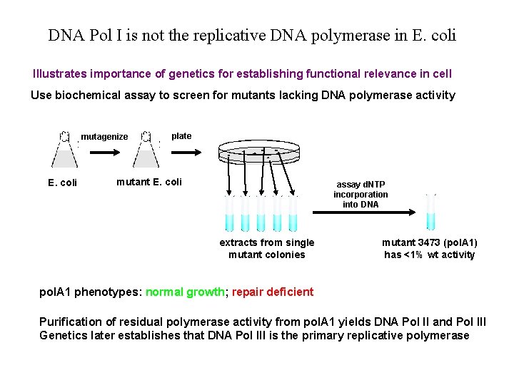 DNA Pol I is not the replicative DNA polymerase in E. coli Illustrates importance