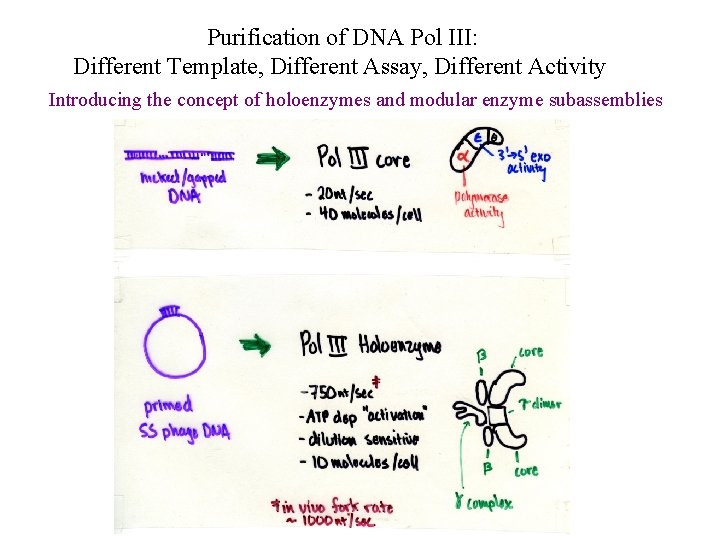 Purification of DNA Pol III: Different Template, Different Assay, Different Activity Introducing the concept