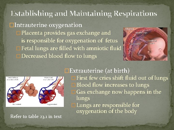 Establishing and Maintaining Respirations �Intrauterine oxygenation � Placenta provides gas exchange and is responsible