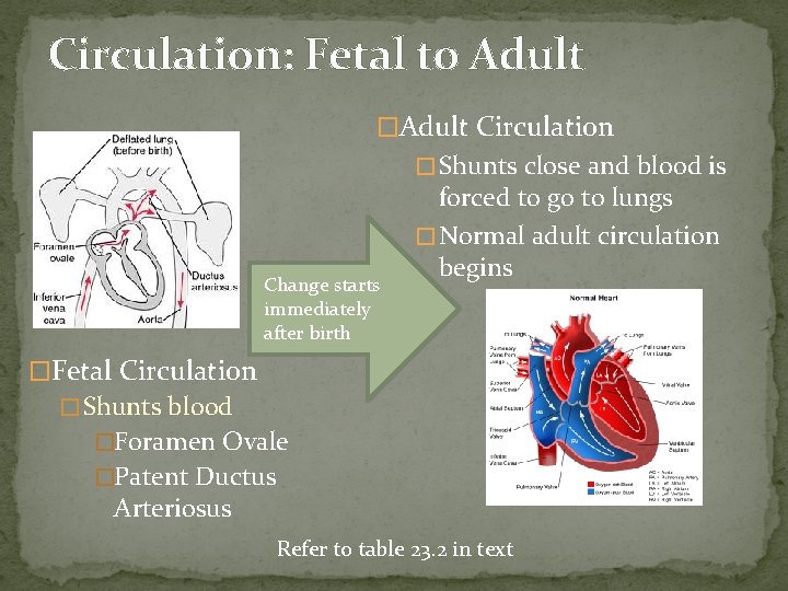 Circulation: Fetal to Adult �Adult Circulation � Shunts close and blood is Change starts