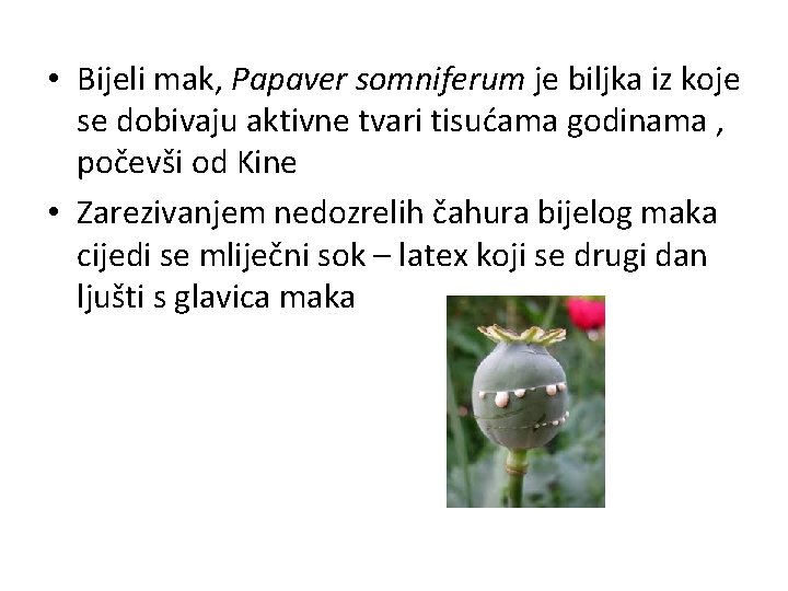  • Bijeli mak, Papaver somniferum je biljka iz koje se dobivaju aktivne tvari