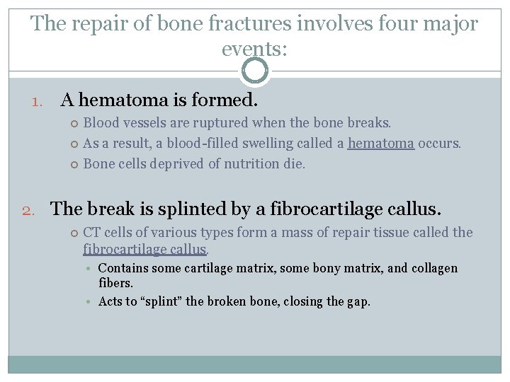 The repair of bone fractures involves four major events: 1. A hematoma is formed.