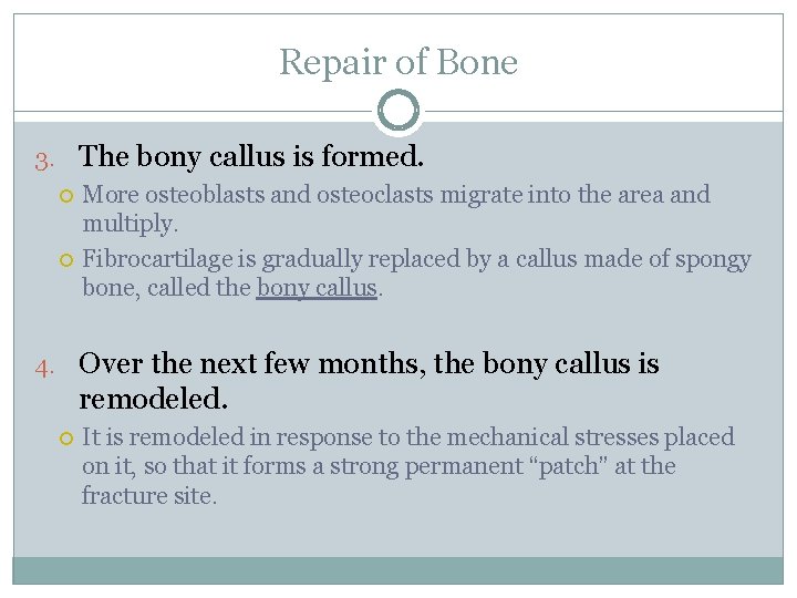 Repair of Bone 3. The bony callus is formed. More osteoblasts and osteoclasts migrate