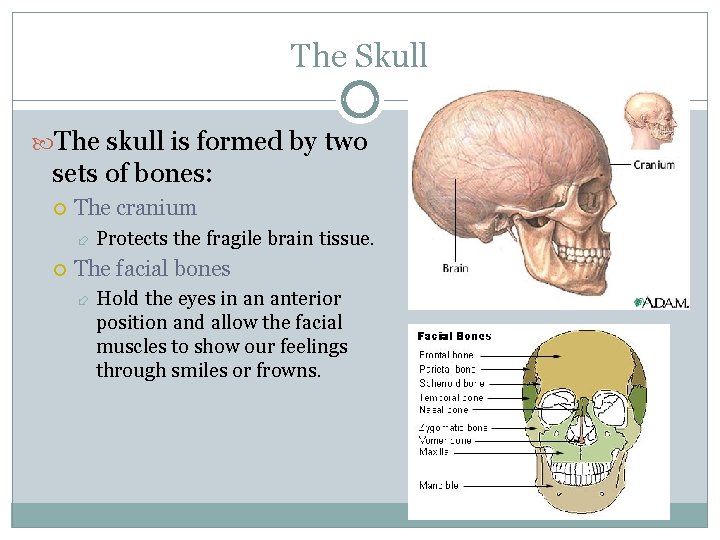 The Skull The skull is formed by two sets of bones: The cranium Protects