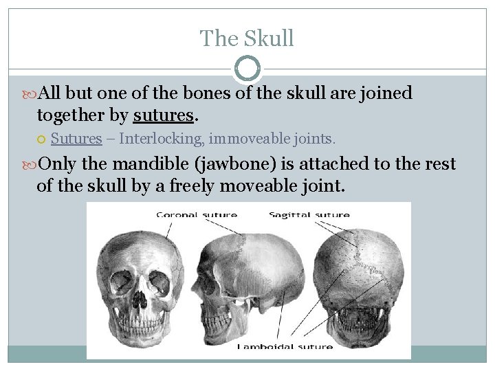 The Skull All but one of the bones of the skull are joined together