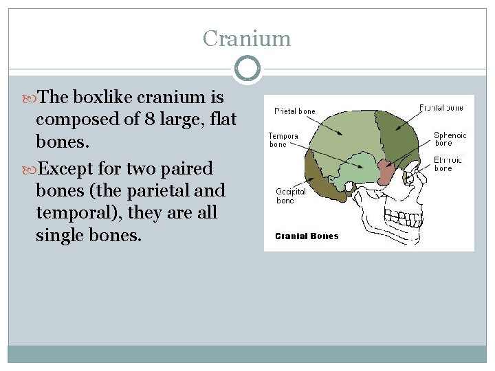 Cranium The boxlike cranium is composed of 8 large, flat bones. Except for two