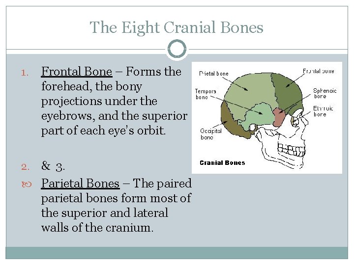 The Eight Cranial Bones 1. Frontal Bone – Forms the forehead, the bony projections