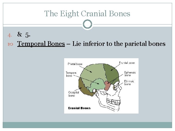 The Eight Cranial Bones 4. & 5. Temporal Bones – Lie inferior to the