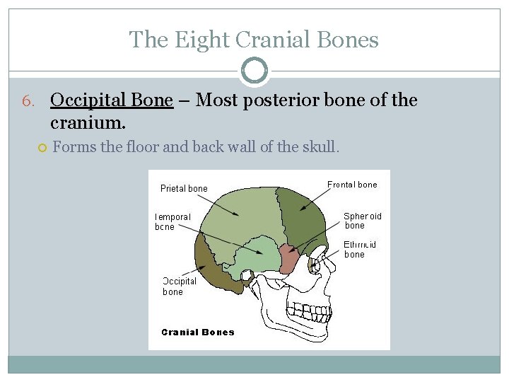 The Eight Cranial Bones 6. Occipital Bone – Most posterior bone of the cranium.