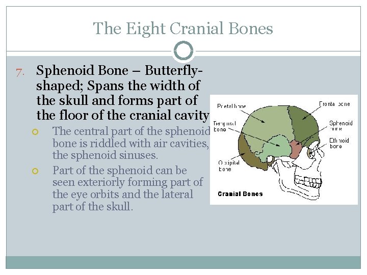 The Eight Cranial Bones 7. Sphenoid Bone – Butterfly- shaped; Spans the width of